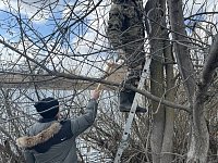 В заказнике «Центральный» разместили сделанные школьниками скворечники